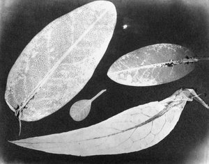 Vodní pevná fotografie Čtyři listy, léto 1839 od Unbekannt