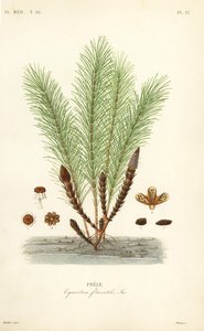 Přeslička vodní nebo přeslička bahenní, Equisetum fluviatile, Prele od Unbekannt