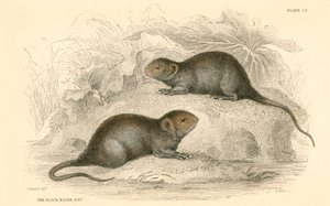 Hraboš vodní Arvicola terrestris, také známý jako černá vodní krysa, 1828 od Unbekannt