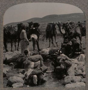 Napájení velbloudů v Jacobs Well, c1900 od Unbekannt