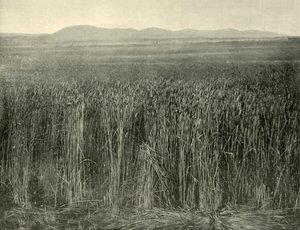 Wheat Field, Canning Downs, Queensland, 1901. od Unbekannt