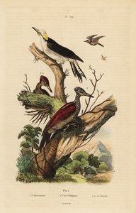 Datel bílý, Melanerpes candidus, Pygmy datl filipínský, Yungipicus maculatus, samec a samice od Unbekannt