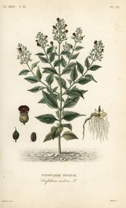 Woodland Feijivert, Scrofulariae Nosa, Scrofulaire od Unbekannt
