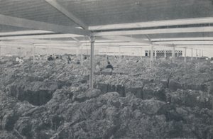 Vlna na prodej v showroomu v Melbourne, 1923. od Unbekannt