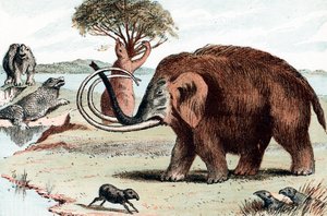Vlněný mamut Mammuthus, 1892 od Unbekannt