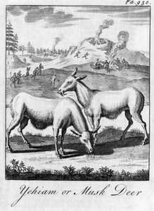 Yehiam nebo jelen pižmový, c18. století od Unbekannt