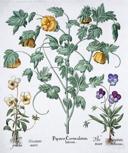 Žlutý mák rohatý, 1613 od Unbekannt