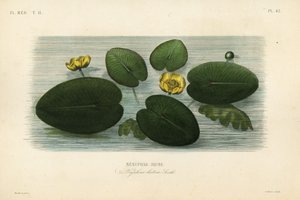 Leknín žlutý, Nuphar lutea, Nenuphar lutea, Nenuphar jaune od Unbekannt