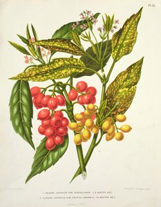 Aucuba japonica hybrid macrocarpa a Fructu variabili, od A. Koster (19. století) (tisk) od Unbekannt Unbekannt