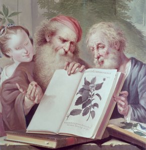 Ilustrace z Hortus Cliffortianus, Carl Linnaeus (1707-78), publikováno v Amsterdamu 1737-38 od Unbekannt Unbekannt