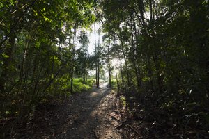 Cesta v džungli u Camp Leaky, Národní park Tanjung Puting, Central Kalimantan, Borneo, Indonésie od Unbekannt Unbekannt