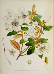 Rhododendron: Edgeworthi z `Rhododendrons of Sikkim-Himalaya od J. D. Hookera 1849-51 od Unbekannt Unbekannt