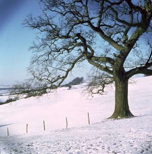 Zimní krajina, Hockley Downs, Essex od Unbekannt Unbekannt