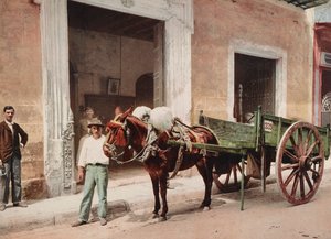 Mule Cart v Havaně pod vedením - prodejce (foto) od Unbekannt