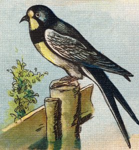 Vlaštovka. Rytina "Alphabet de ma petite fille". Bernardin-Bechet a Fils, knihkupci-nakladatelé, Paříž, kolem roku 1895. Nerozbitné album na plátně. Bibliotheque des Bebes. 12 stran. Album obsahující metodu čtení a názornou abecedu. Ztlumit od Unbekannt