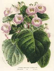 Achimenantha x naegelioides, lila kultivar (Eucodonia naegelioides lilacinella). Ručně kolorovaná litografie z knihy Louise van Houtteho a Charlese Lemaira Flowers of Gardens and Hothouses of Europe, Flore des Serres et des Jardins de l