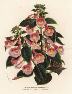 Achimenantha x naegelioides, růžový a zlatý kultivar. Plectopoma naegelioides aureo-roseum. Ručně kolorovaná litografie z knihy Louise van Houtteho a Charlese Lemaira Flowers of Gardens and Hothouses of Europe, Flore des Serres et des Jardins de l