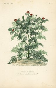 Adonis květ nebo bažantí oko, Adonis roční, Adonis autumnalis, Adonis d