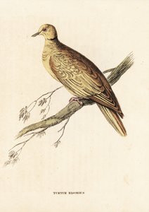 Hrdlička africká (kroužkovaná), Streptopelia roseogrisea risoria (Turtur risorius). Ručně kolorovaná ocelorytina podle Edwarda Leara z Přírodovědné galerie Georga Friedricha Treitschkeho, Naturhistorischer Bildersaal des Thierreiches, Liepzig. od Unbekannter Künstler
