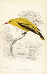 Zlatohlávek africký, Oriolus auratus. Ručně kolorovaná ocelorytina od Williama Lizarse podle Williama Swainsona z Přírodopisné knihovny sira Williama Jardina: Ornitologie: Lizars: Birds of Western Africa, Edinburgh, W.H. Lizars od Unbekannter Künstler