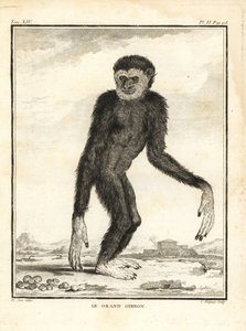 gibon hbitý, Hylobates agilis. Zpracováno. Gibon velký. Mědirytina C. Baquoye podle ilustrace Jacquese de Seve z knihy Georges-Louis Leclerc, Comte de Buffon