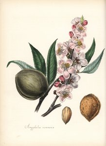 Mandle - mandloň obecná, Prunus amygdalus (Amygdala communis), s květem, listem, plodem a semenem (ořechem). Ručně kolorovaná zinkografie Chabotse nakreslená slečnou M. A. Burnettovou z její knihy "Plantae Utiliores: or Illustrations of Useful Plants", Whi od Unbekannter Künstler