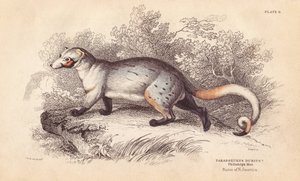 Paradoxid americký, Paradoxurus dubius. Z exempláře ve Filadelfském muzeu. Ručně kolorovaná ocelorytina od Lizarse podle ilustrace Charlese Hamiltona Smithe z Naturalist