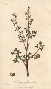 Amyris elemifera neboli Elemi Tree (Commiphora gileadensis) Silná voda od Williama Clarkea k ilustraci knihy "Medical Botanical, Description of the Medicinal Plants of London, Edinburgh and Dublin" od Johna Stephensona a Jamese Morsse Churchilla, vydané v  od Unbekannter Künstler