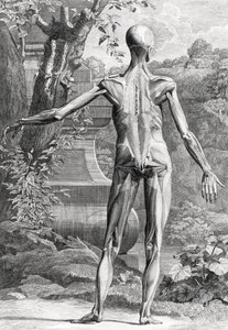 Anatomická ilustrace od Unbekannter Künstler