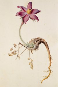 Anemone pulsatilla/Anenome pulstaille od Unbekannt