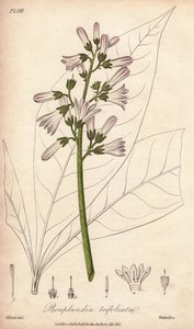 Angostura strom, Angostura trifoliata od Unbekannter Künstler