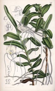 Angraecum germinyanum, madagaskarská bílá orchidej. Pojmenována po hraběti Adrienu de Germiny, Francie. Kresba Matildy Smithové (1854-1926), litografie J. N. Fitche v Curtis Botanical Magazine, Joseph Dalton Hooker, vydáno v Londýně, Anglie, L. Reeve an. od Unbekannter Künstler