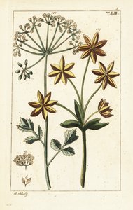 Anýz nebo anýz, Pimpinella anisum. od Unbekannter Künstler