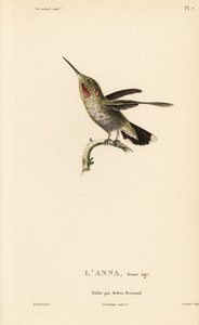 Kolibřík Anny, Calypte anna (Ornismya anna), mládě. Ručně kolorovaná ocelorytina od Coutanta podle ilustrace Jeana-Gabriela Pretra z knihy Rene Primevere Lessona Natural History of the Colibri Genus of Hummingbirds. od Unbekannter Künstler
