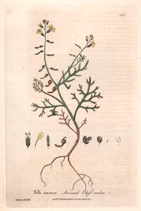Vella roční (Vella annua) - botanická tabulka od Isaaca Russella, vyryl Charles Matthews, z knihy "English Botanical Phenomenes" od Williama Baxtera (1788-1871) od Unbekannter Künstler