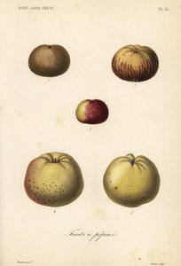 Odrůdy jablek, Malus pumila od Unbekannt
