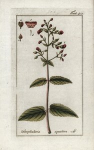 Vodní šupinovka (Scrophularia aquatica). Litografie z knihy "Afbeelding der Artseny-Gewassen" od Johannese Zorna (1739-1799), Nizozemsko od Unbekannter Künstler