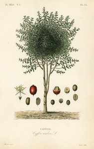 Arabský kávovník, Coffea arabica, Cafeyer od Unbekannter Künstler