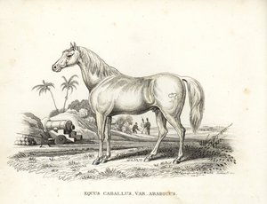 Arabský kůň, Equus caballus var. arabicus. S Napoleonovou značkou na boku a francouzskými vojáky a děly na severoafrickém bojišti. Ručně kolorovaná litografie z přírodovědné galerie Georga Friedricha Treitschkeho, Naturhistor od Unbekannter Künstler