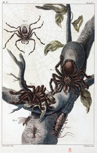 Surinamský ptačí pavouk a tarantule od Unbekannt