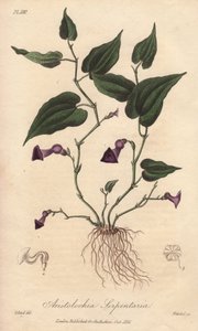 Aristoloche (Aristolochia serpentaria) - Silná voda od Williama Clarkea k ilustraci knihy "Medical Botanical, Description of the Medicinal Plants of London, Edinburgh and Dublin" od Johna Stephensona a Jamese Morsse Churchilla, vydané v Londýně Johnem Chur od Unbekannter Künstler