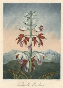 Asijská odrůda orchideje Eau forte, převzato z knihy The Temple of Flora, autor Dr. Robert Thornton (1768-1837) od Unbekannter Künstler