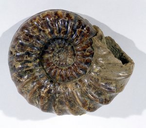 Asteroceras obtusum (Amonit) nalezený v Lyme Regis, Dorset, období spodní křídy (foto) od Unbekannt