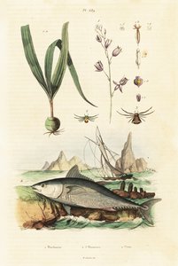 Atlantický tuňák obecný a orchidej belitia. od Unbekannter Künstler