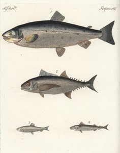 Losos obecný, Salmo salar 1, tuňák obecný, Thunnus species 2, sleď obecný, Clupea harengus 3, a makrela obecná, Scomber scombrus 4. Ručně kolorovaná mědirytina z knihy Friedricha Johanna Bertucha Bilderbuch fur Kinder (Obrázková kniha pro děti). od Unbekannter Künstler