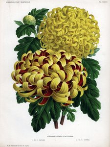 Podzimní hybridy chryzantém: C. Orchard má velký žlutý květ a karmínovou barvu a M. H.Cannell má velký žlutý květ. od Unbekannter Künstler
