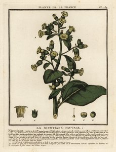 Aztécký tabák, Nicotiana rustica. od Unbekannter Künstler