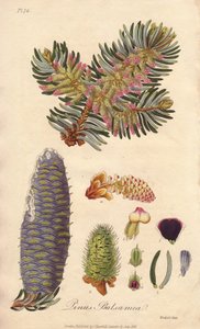Jedle balzámová (Abies balsamea) - Silná voda od Williama Clarka k ilustraci knihy "Medical Botanical, Description of the Medicinal Plants of London, Edinburgh and Dublin" od Johna Stephensona a Jamese Morsse Churchilla, vydané v Londýně Johnem Churchillem od Unbekannter Künstler