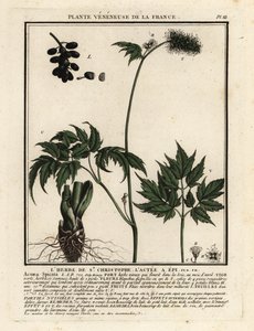 Baneberry, Actaea spicata. od Unbekannter Künstler