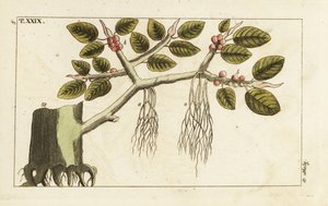 Banyan fíkovník se vzdušnými kořeny, Ficus benghalensis. od Unbekannter Künstler